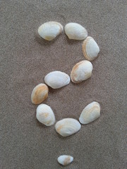 fragezeichen aus muscheln im strandsand