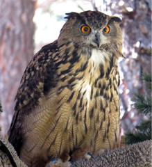 Eurasian Owl