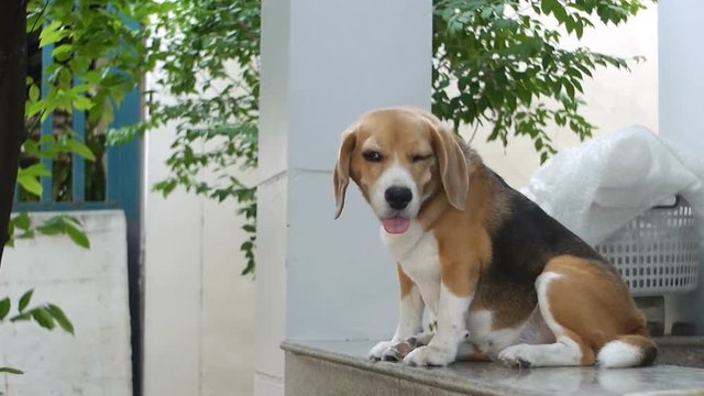 Beagle sitting on marble seat