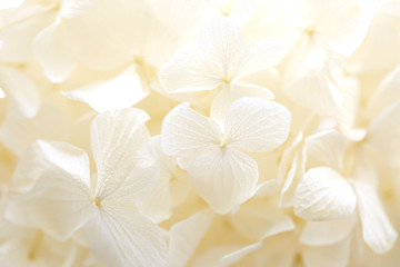 Fototapety  Zachowanie kwiatów hortensji konserwowanej