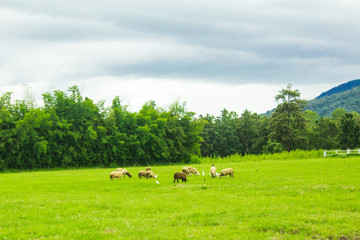 Sheep on grasslands.