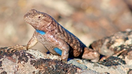 Macro bright colorful male Sagebrush Lizard Steens Mountain Near Malheur Wildlife Refuge 3
