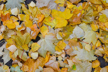 Background of colorful autumn foliage fallen on the ground. Yellow maple leaves.