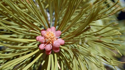 Macro ponderosa pine needles and male cones new spring growth bright colorful 3 Mt. Hood Spring Forest Oregon Cascade Mountains