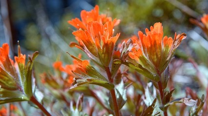 Macro Red Indian Paintbrush Flower Grandiflorum Wildflowers in spring glowing forest meadow midday 5 Mt. Hood Spring Forest Oregon Cascade Mountains