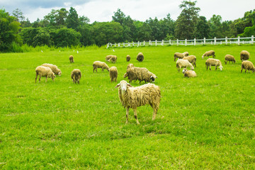 Sheep on grasslands.