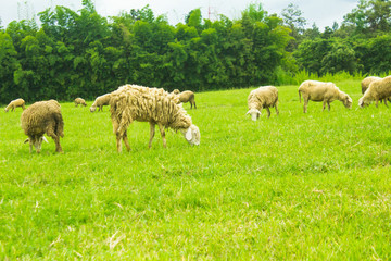 Obraz premium Sheep on grasslands.