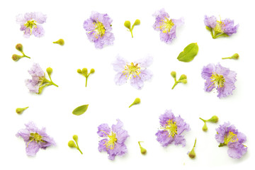 Flowers composition. Pattern purple flowers and leaves on white background.
