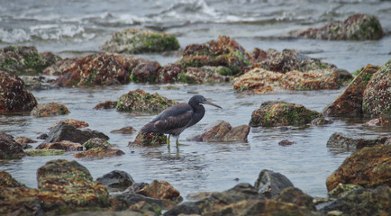 reef heron