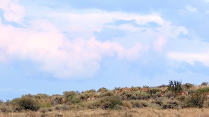 Pronghorn herd family eating at sunset wide Pronghorn Antelope Hart Mountain National Antelope Refuge 159