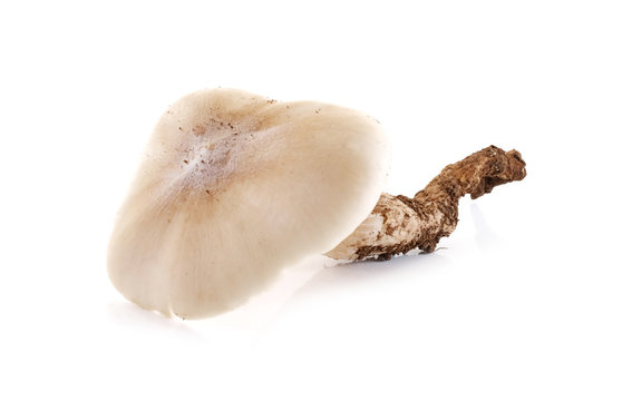 termite mushroom isolated on white background.