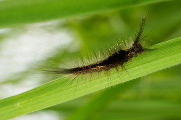 caterpillars