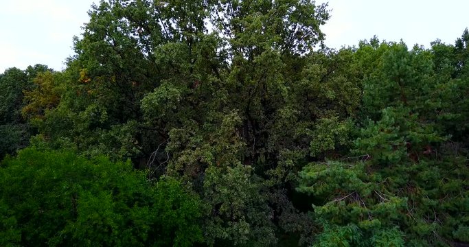 Green Tree in the forest, day, summer. Drone panorama