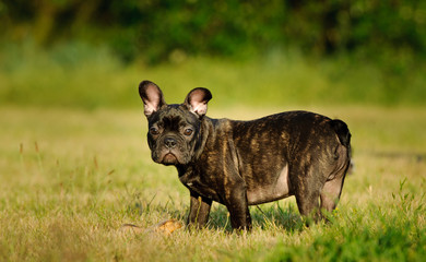 French Bulldog puppy outdoor portrait in field