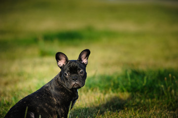 French Bulldog puppy outdoor portrait in green field