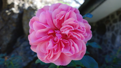 Large pink flower on a green background