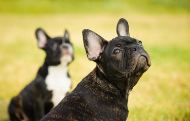 Two Brindle French Bulldog puppies outdoor portrait