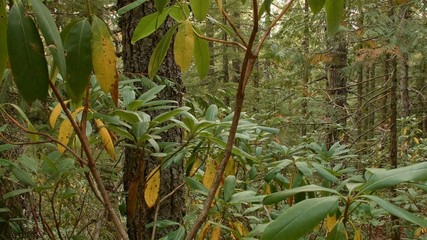 Wild rhododendron forest Mirror Lake Mt. Hood Oregon Cascades 12