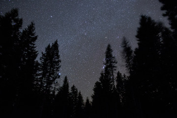 Dark sky forest and stars on Mt. Hood 1