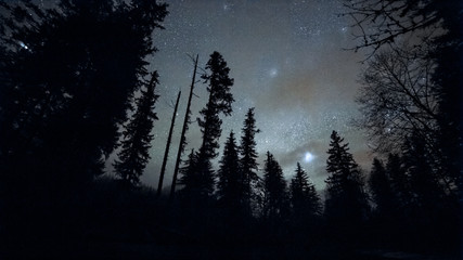 Douglas fir tree silhouette in the McKenzie Valley at night under starlight - obrazy, fototapety, plakaty