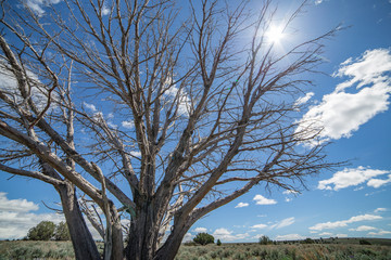 Hot desert sun kills tree during a drought - sign of a changing climate