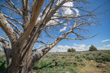 Dramatic dead snag in the desert