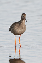 Spotted redshank (Tringa erythropus)