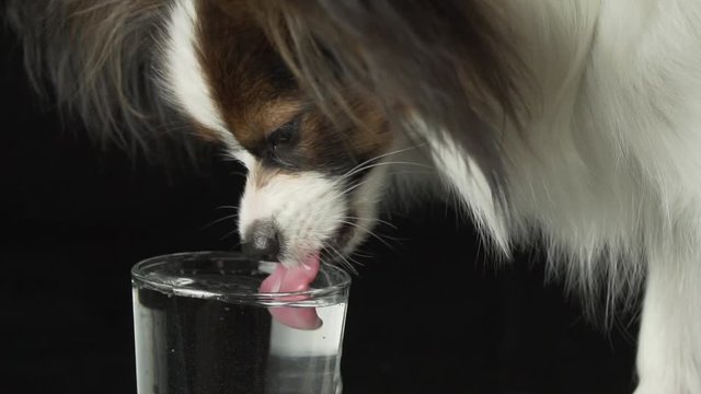 Beautiful young male dog Continental Toy Spaniel Papillon drinks clean water from a glass on black background slow motion stock footage video