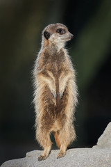 Meerkat (Suricata suricatta)