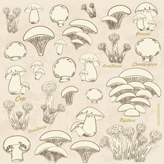 vintage collection of sketch mushrooms for your design
