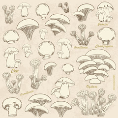 Obraz premium vintage collection of sketch mushrooms for your design