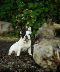 Piebald French Bulldog outdoor portrait