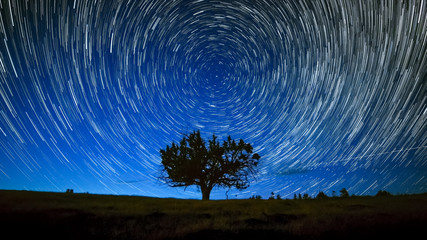 North Star Centered Above Juniper Tree Night Sky Star Trails Over Oregon
