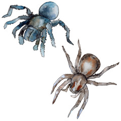 Exotic tarantula wild insect in a watercolor style isolated. Full name of the insect: tarantula, spider. Aquarelle wild insect for background, texture, wrapper pattern or tattoo.