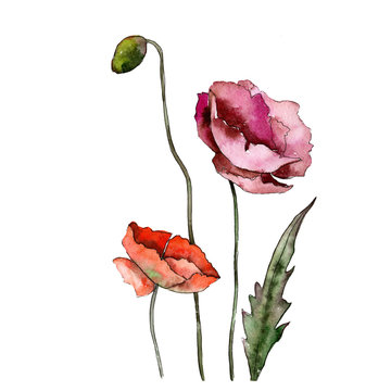 Wildflower poppy flower in a watercolor style isolated. Full name of the plant: poppy. Aquarelle wild flower for background, texture, wrapper pattern, frame or border.