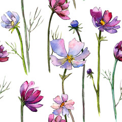 Wildflower aster flower pattern in a watercolor style. Full name of the plant: aster. Aquarelle wild flower for background, texture, wrapper pattern, frame or border.