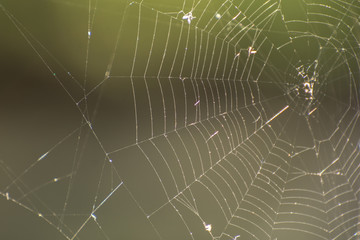 Spider web with beautiful background