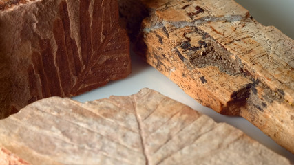 Close up group of fossils leaf petrified wood and dawn redwood from same Oregon formations as John Day Fossil Beds national monument on white