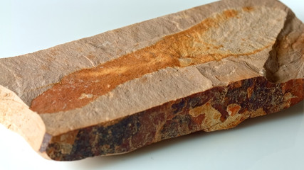 Maple seed helicopter fossil on white from same Oregon formations as John Day Fossil Beds national monument © Tyler Hulett