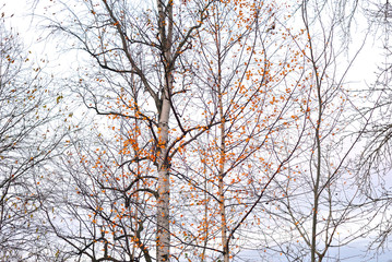 Fototapeta na wymiar Trees at autumn.