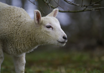 Lamb in field