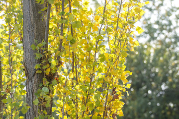 Beautiful Autumn nature by the river
