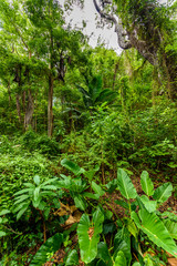 Fototapeta premium Tree-lined walk at Cherry Tree Hill Reserve - caribbean island Barbados