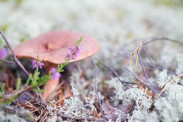 Mushroom in a gray moss