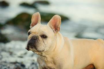Cream French Bulldog on rocky beach