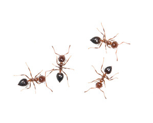 ants on white background