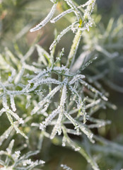 hoarfrost on the grass