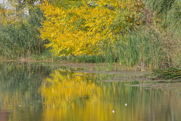 Beautiful Autumn nature by the river