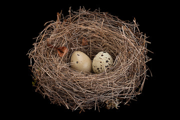 Naklejka na ściany i meble Birds nest with eggs