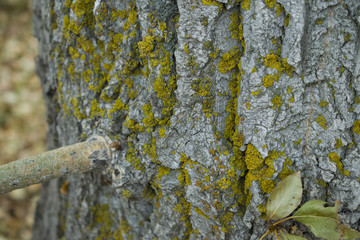 The moss on the tree bark